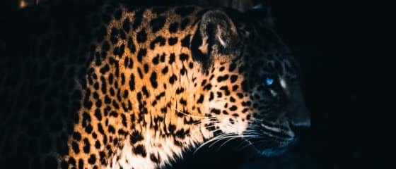 Yggdrasil kooperiert mit ReelPlay, um die Jaguar SuperWays aus Bad Dingo zu veröffentlichen